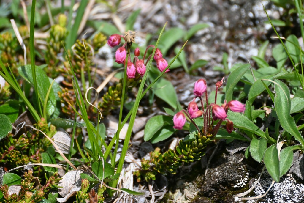 Phyllodoce empetriformis (Klamath mountain heather), native California shrub