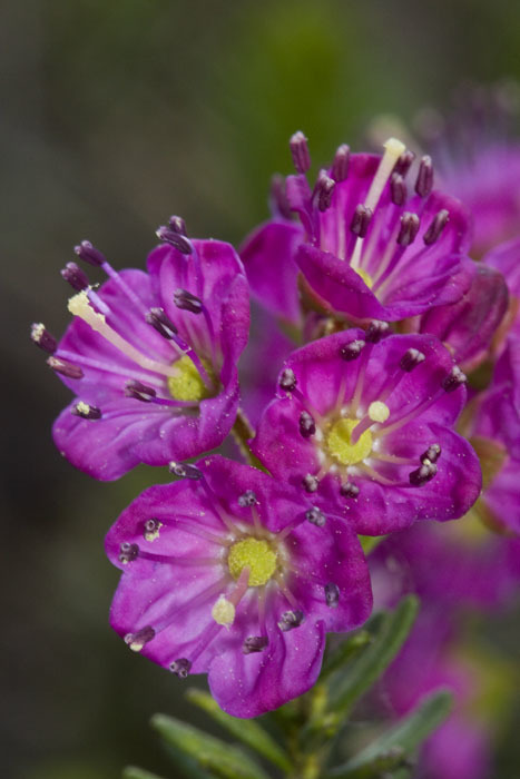Phyllodoce sp. (Mountain heather), native California shrub