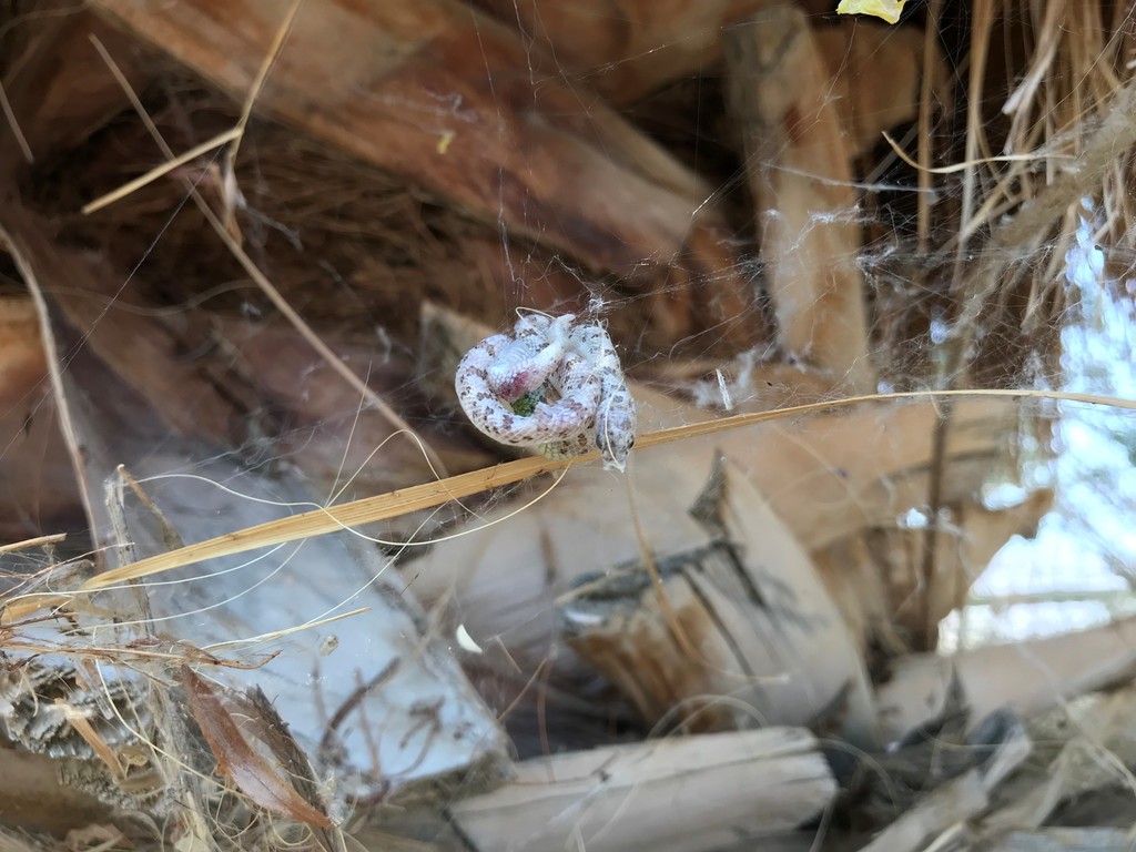 Phyllorhynchus decurtatus (Spotted Leaf-Nosed Snake), California species
