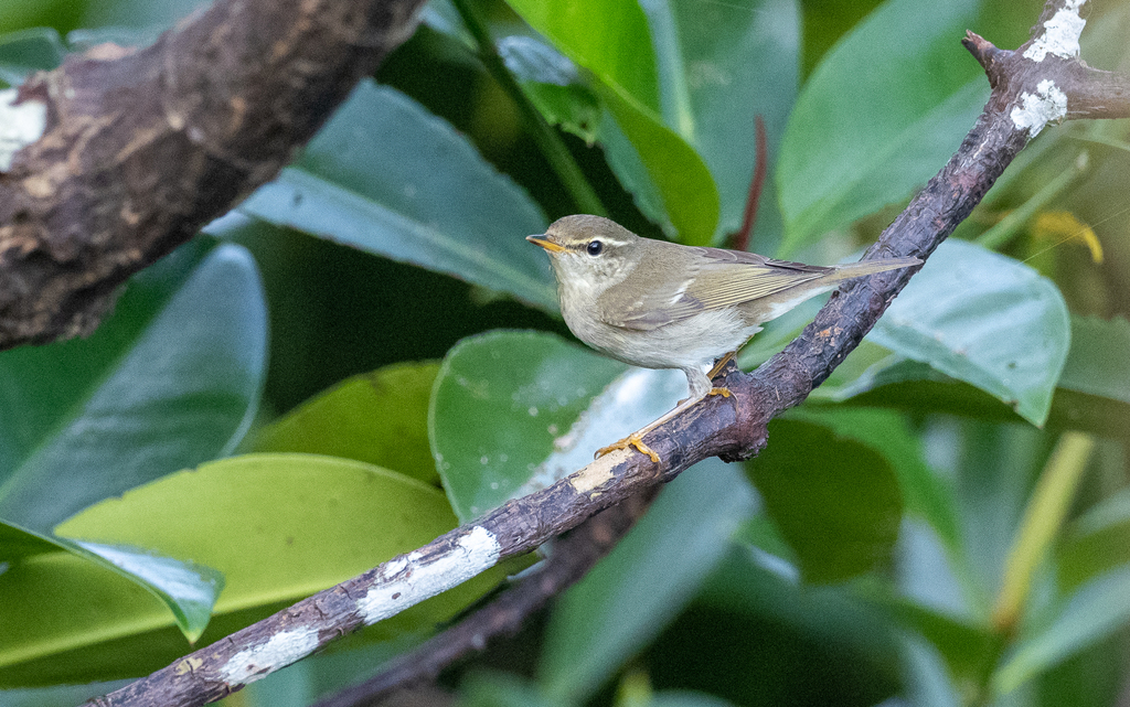 Phylloscopus borealis (Arctic Warbler), California species