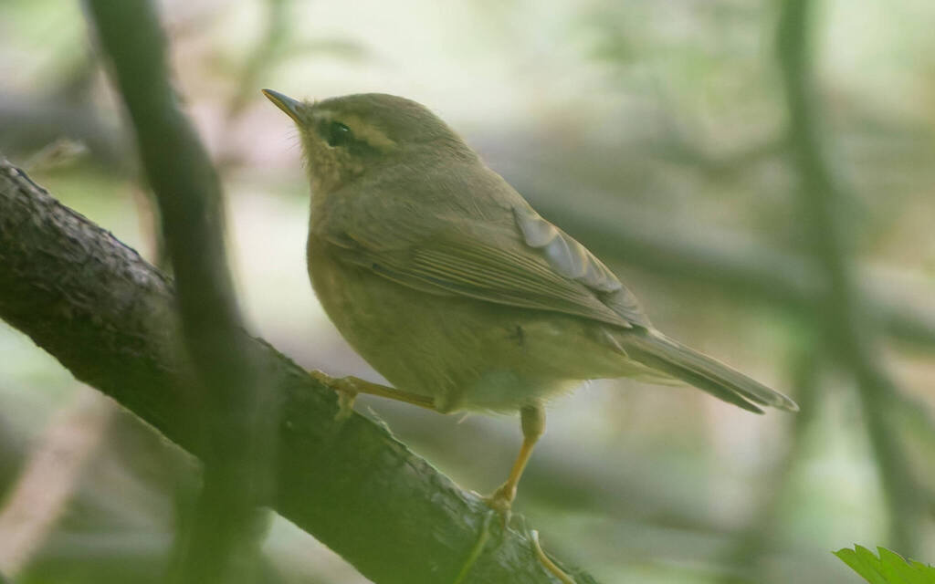 Phylloscopus fuscatus (Dusky Warbler), California species