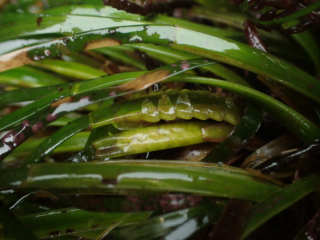 Phyllospadix scouleri (Scouler's surfgrass), native California herb