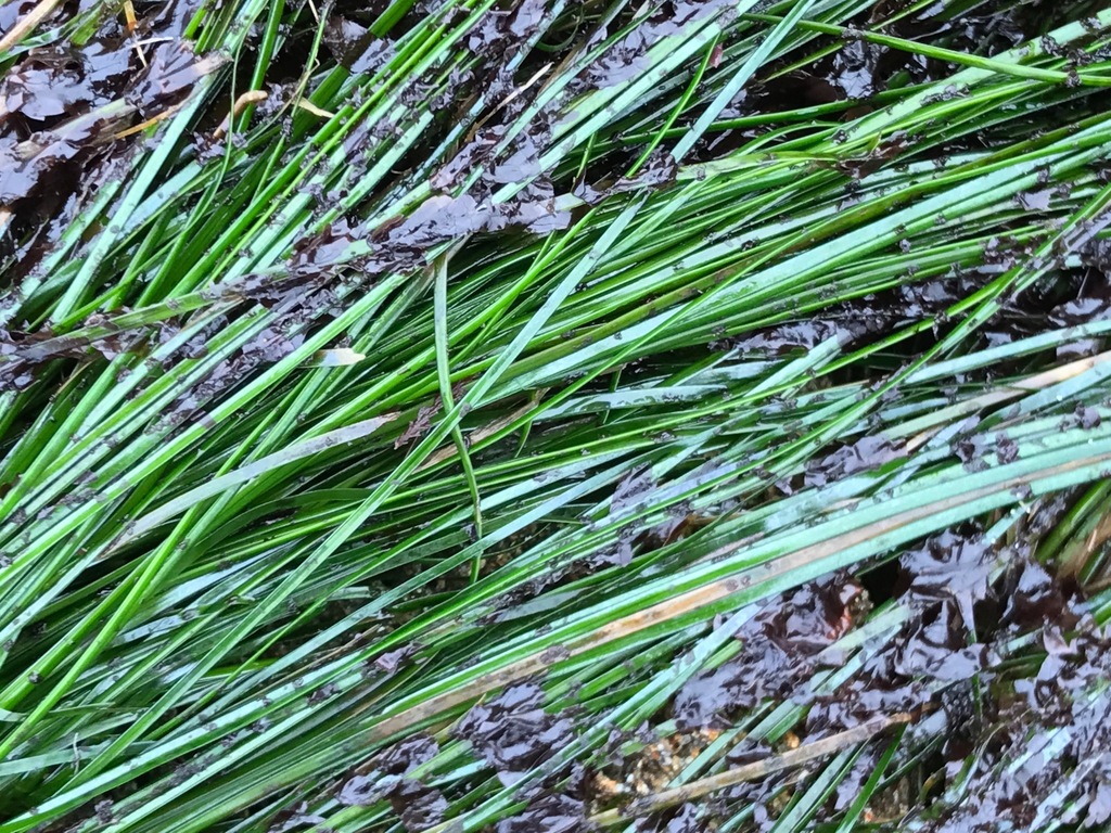 Phyllospadix torreyi (Surf grass), native California herb