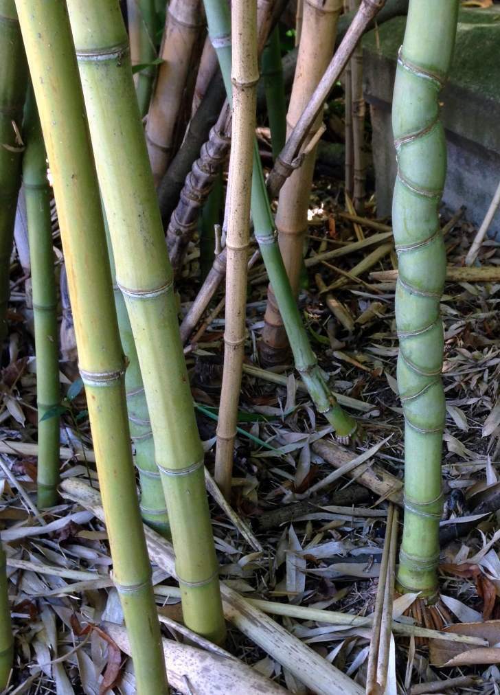 Phyllostachys aurea (Fishpole bamboo), non-native California shrub