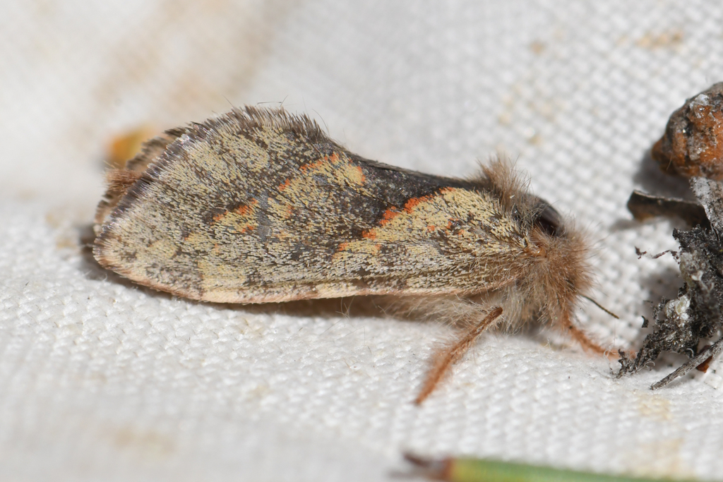 Phymatopus hectoides (Phymatopus Moth), California species
