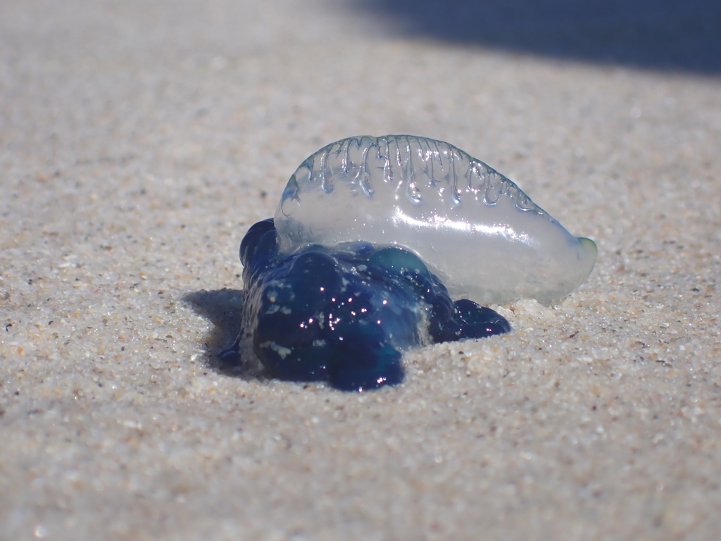 Physalia utriculus (Indo-Pacific Man-O-War), California species