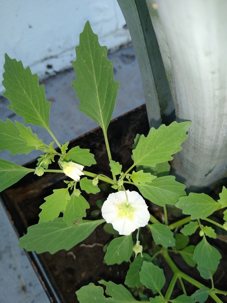 Physalis acutifolia (Sharpleaf ground-cherry), native California herb