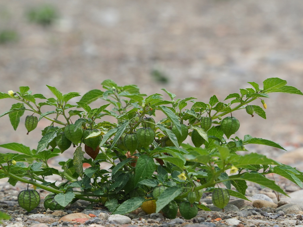 Physalis angulata (Cutleaf ground-cherry), California herb
