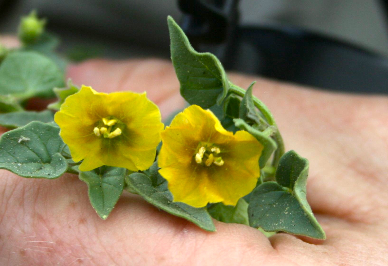 Physalis crassifolia (Thickleaf ground-cherry), native California subshrub