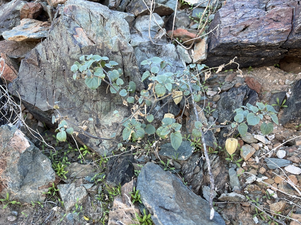 Physalis greenei (Greene's ground-cherry), native California perennial