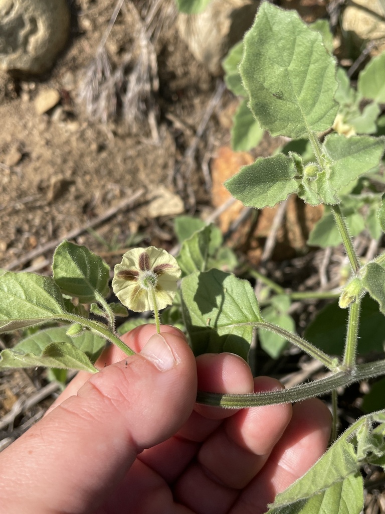 Physalis hederifolia (Ivy-leaf ground-cherry), native California subshrub