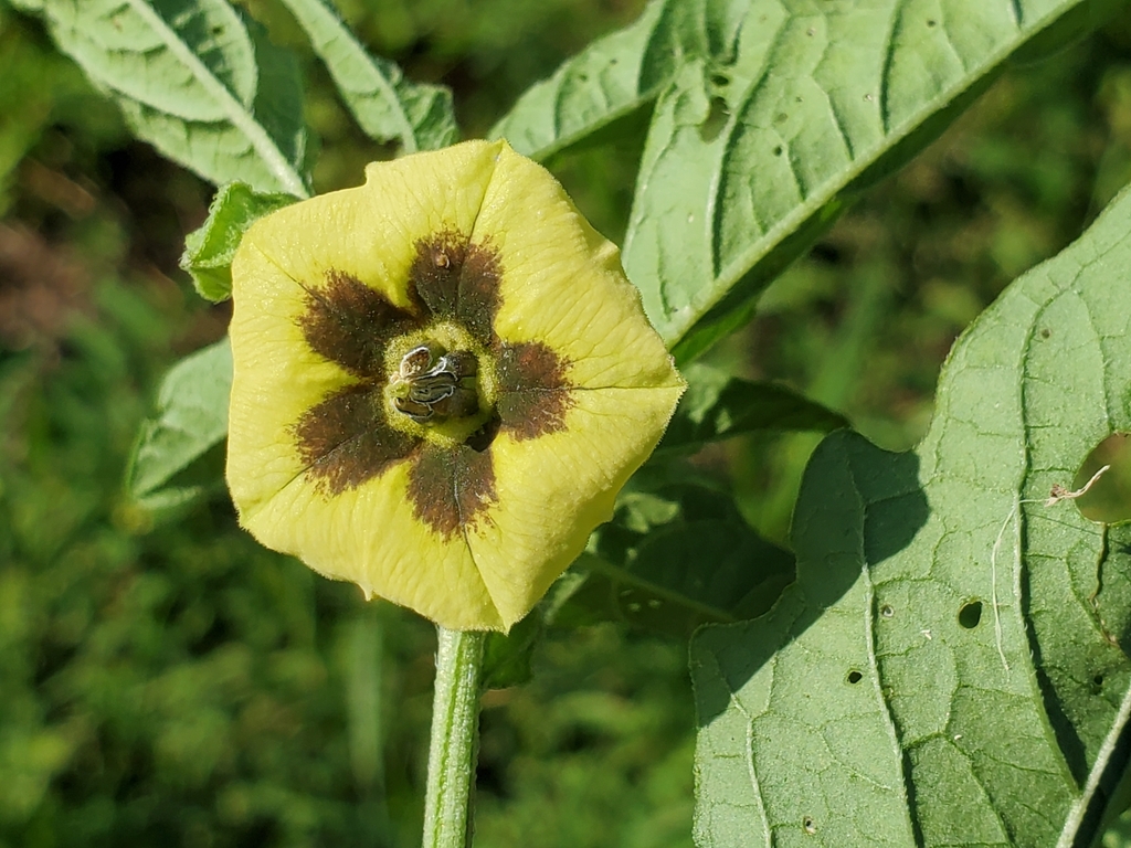 Physalis longifolia var. longifolia (Longleaf ground-cherry), California herb