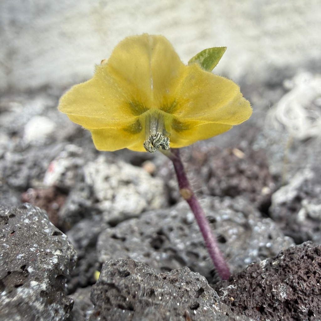 Physalis philadelphica (Tomatillo), non-native California herb