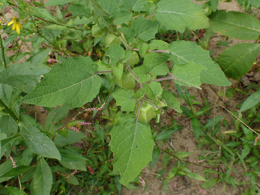 Physalis pubescens (Hairy ground-cherry), non-native California herb