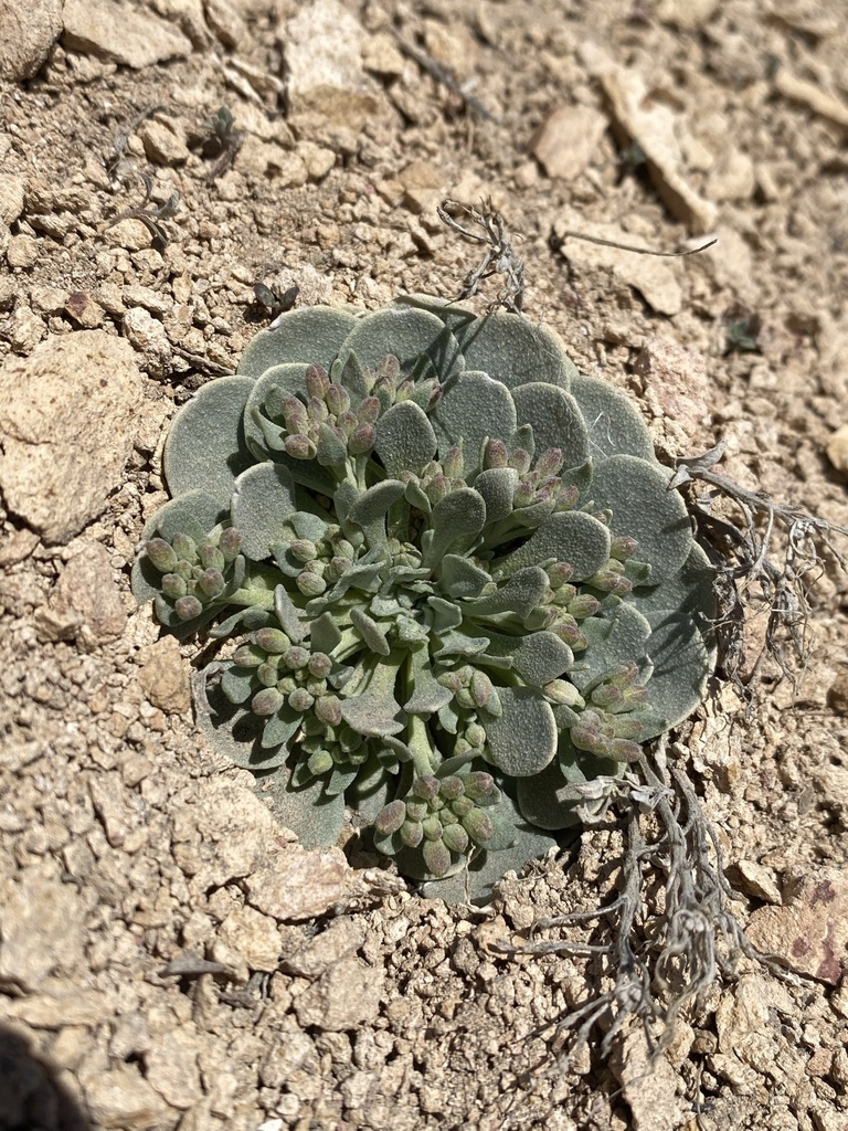 Physaria chambersii (Chambers' physaria), native California herb