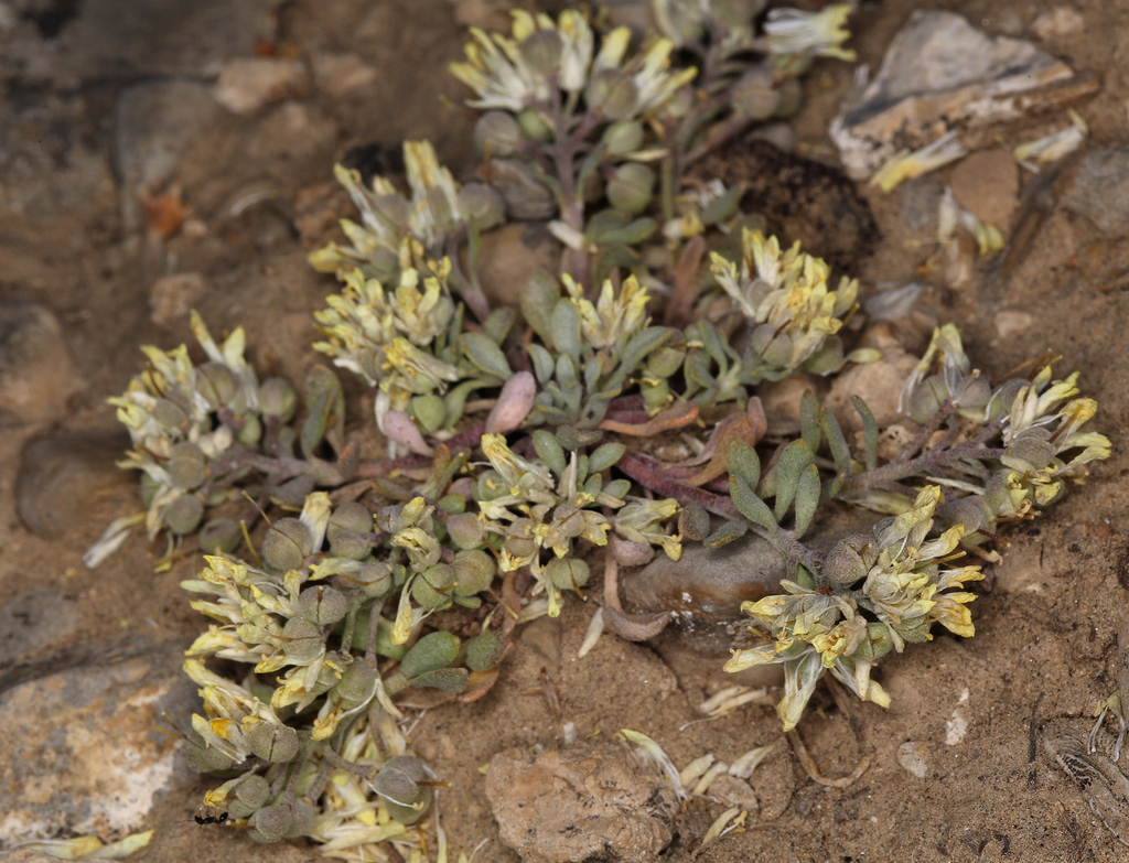 Physaria kingii — parent species of Physaria kingii subsp. bernardina