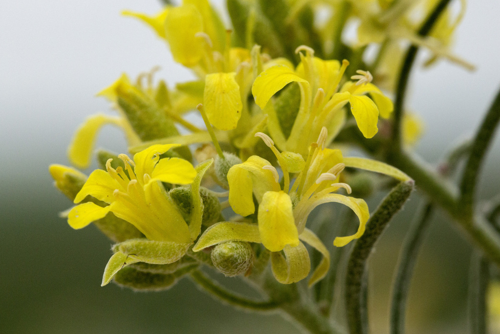 Physaria ludoviciana (Silver bladderpod), native California herb