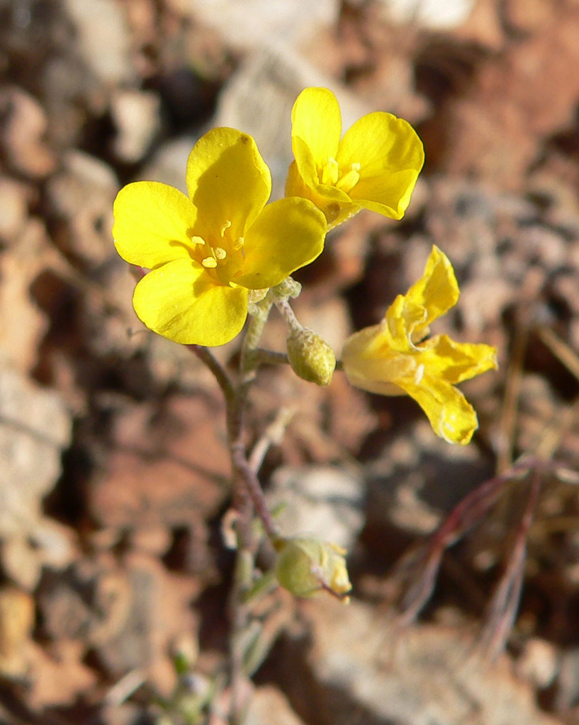 Physaria sp. (Bladderpod), native California perennial