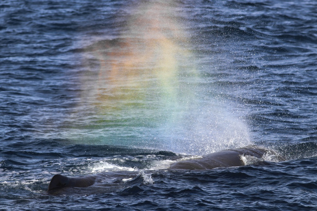 Physeter macrocephalus (Sperm whale), California species