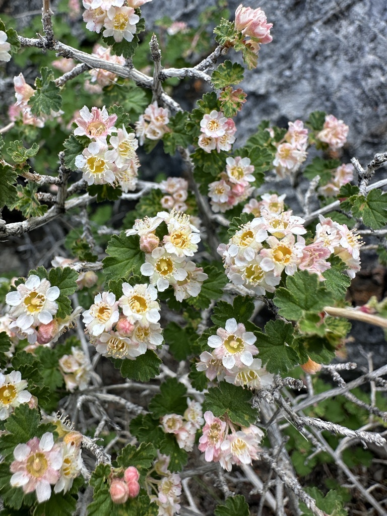Physocarpus alternans (Nevada ninebark), native California shrub