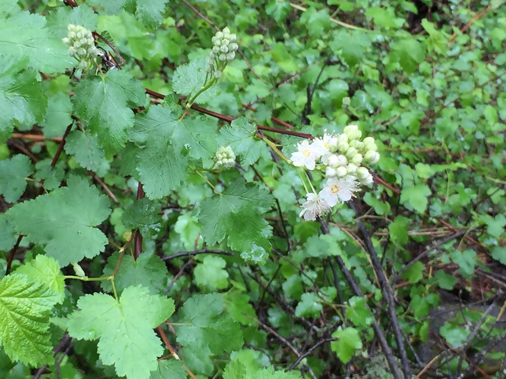 Physocarpus capitatus (Ninebark), native California shrub