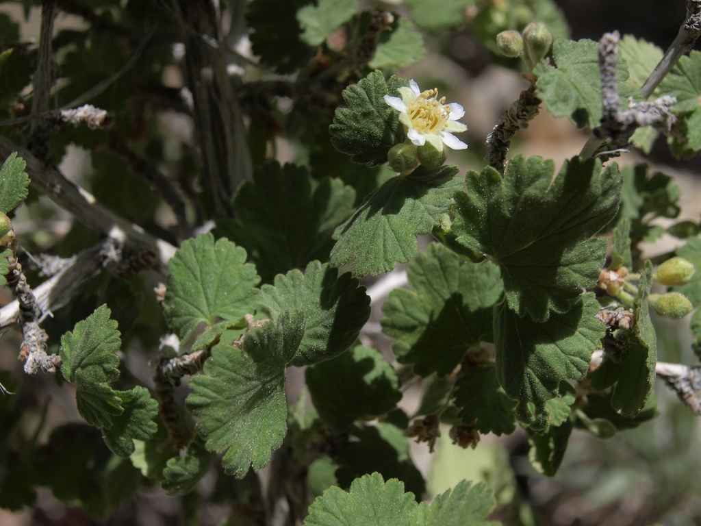 Physocarpus sp. (Ninebark), native California shrub