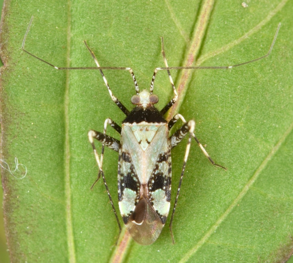 Phytocoris roseus, California species