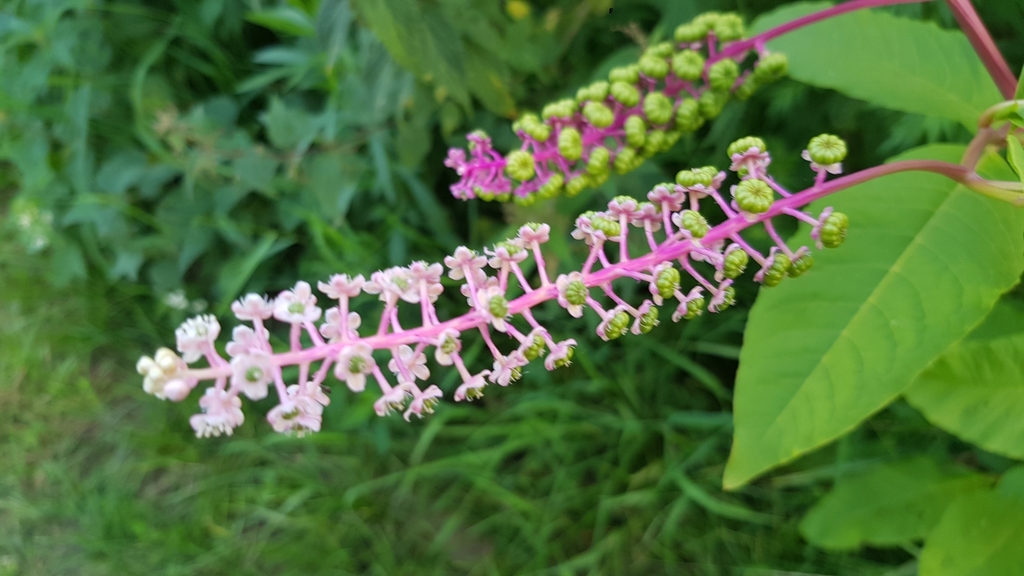 Phytolacca americana var. americana (Pokeweed), non-native California herb