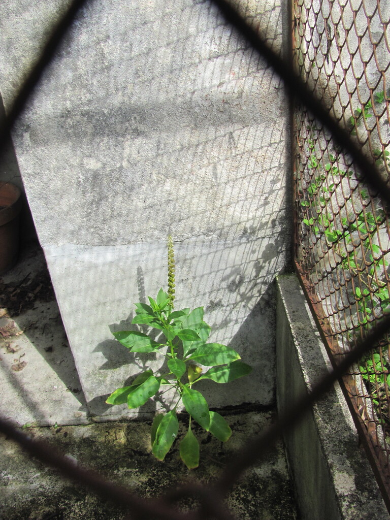 Phytolacca heterotepala (Mexican pokeweed), non-native California herb