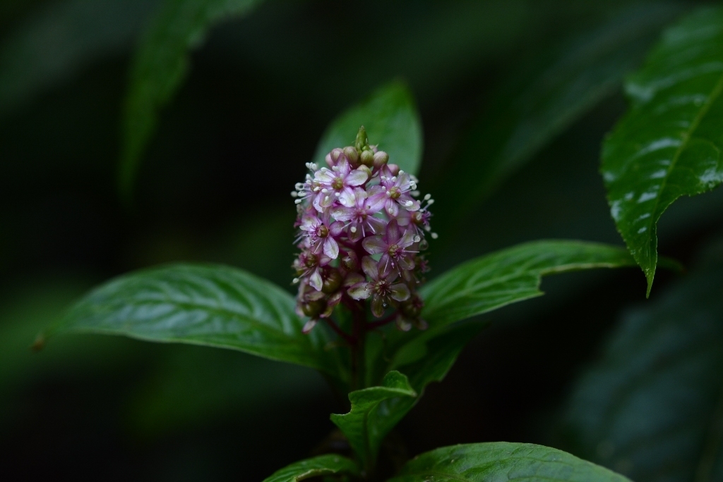 Phytolacca icosandra (Tropical pokeweed), native California herb