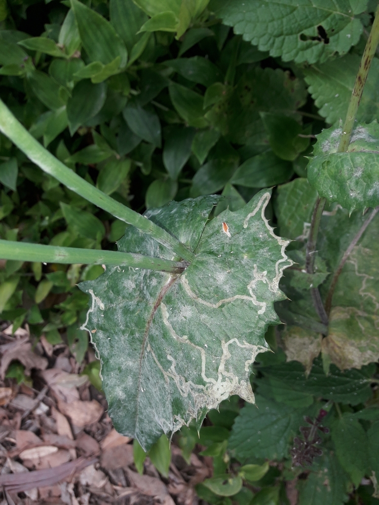 Phytomyza syngenesiae (Chrysanthemum Leafminer), California species