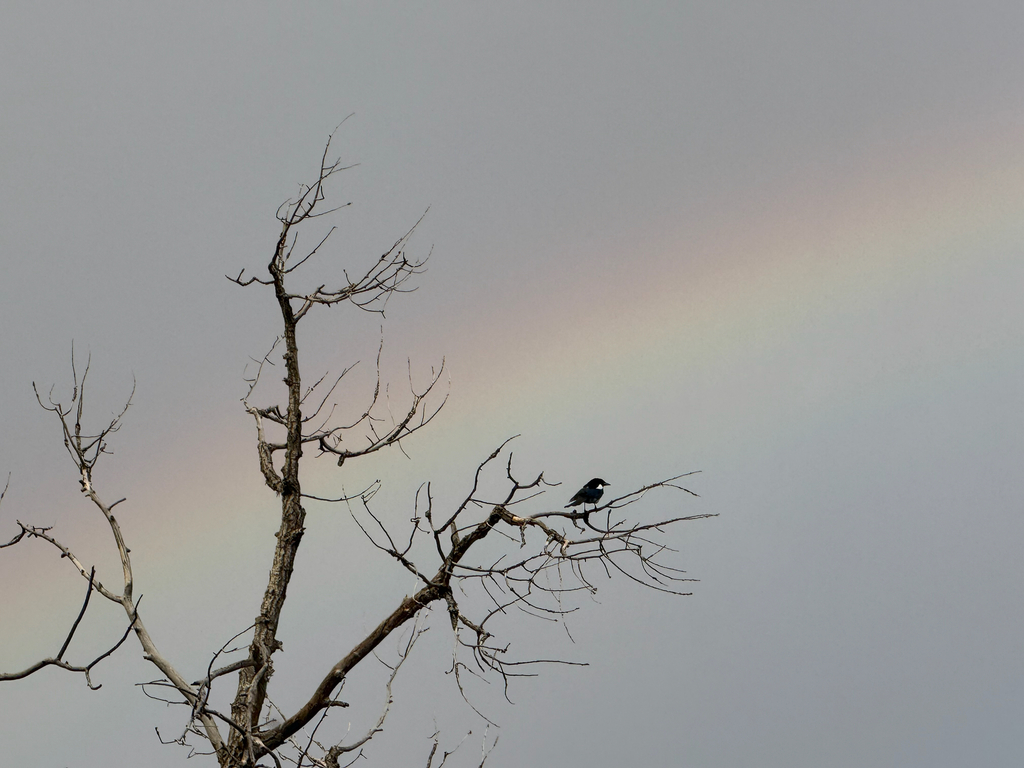 Pica hudsonia (Black-billed Magpie), California species
