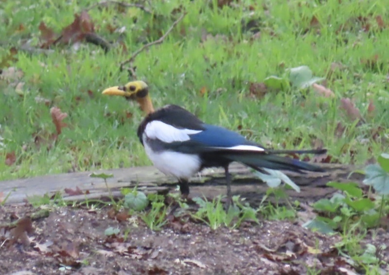 Pica nuttalli (Yellow-billed Magpie), California species