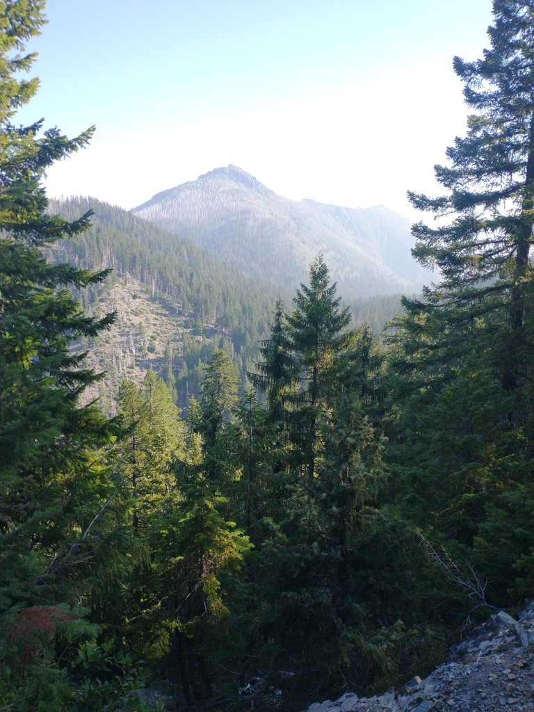 Picea breweriana (Brewer spruce), native California tree
