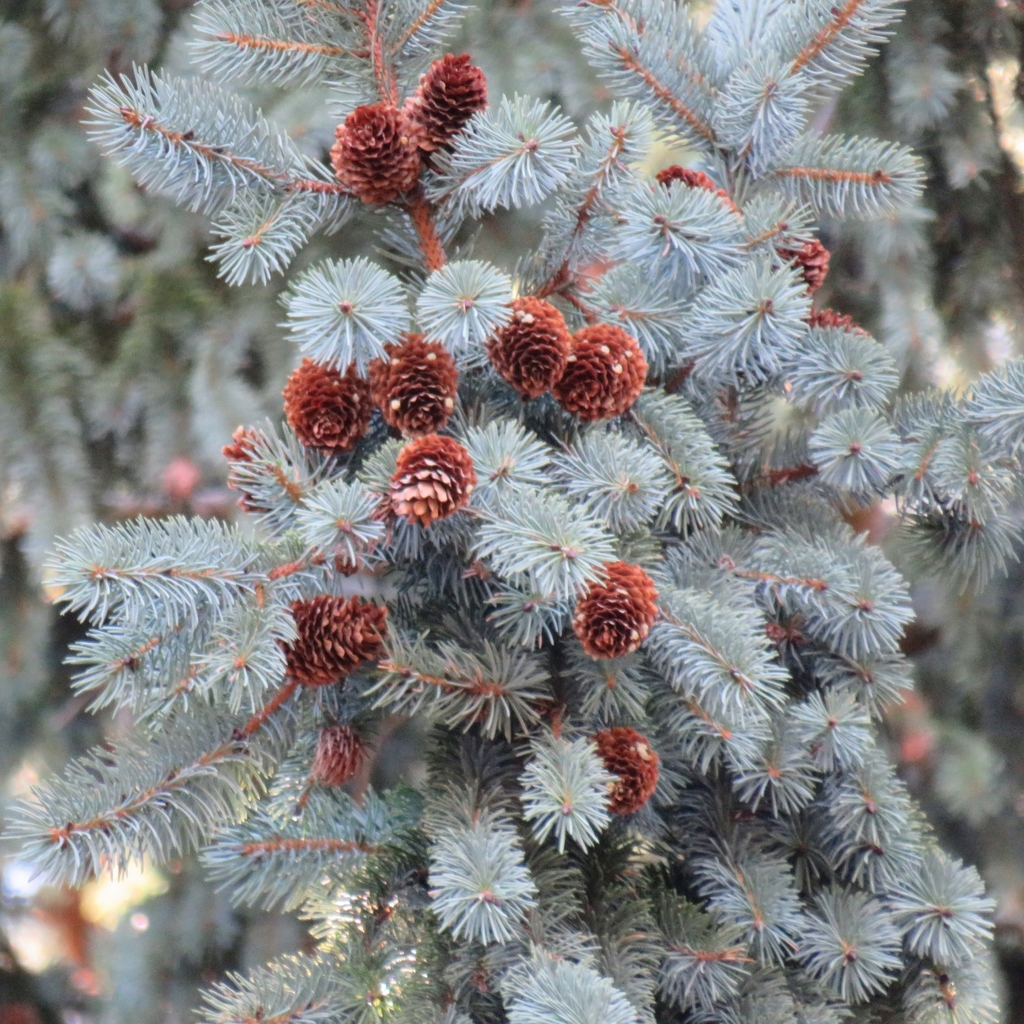 Picea engelmannii (Engelmann spruce), native California tree