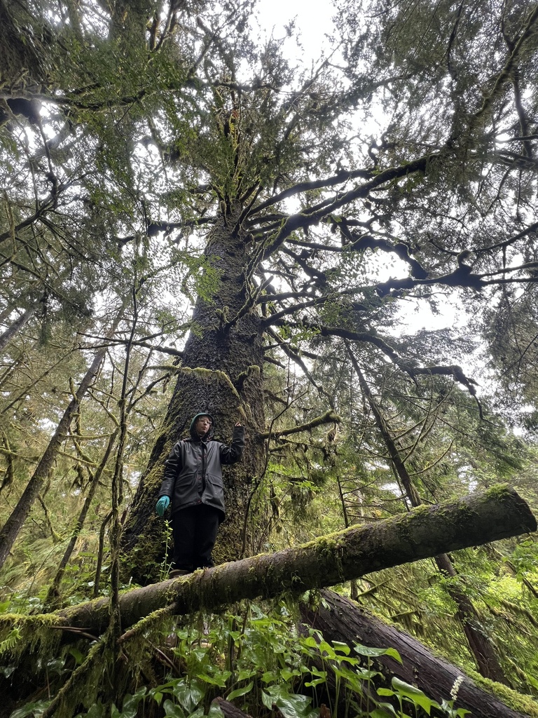 Picea sitchensis (Sitka spruce), native California tree