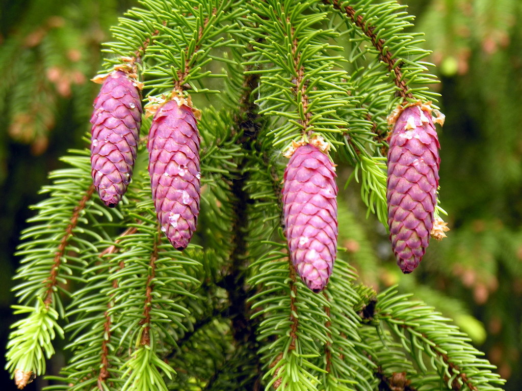 Picea sp. (Spruce), non-native California shrub