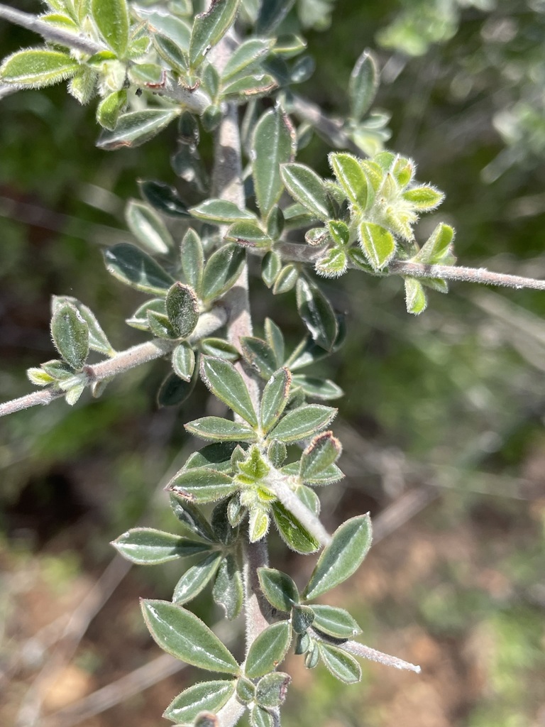 Pickeringia montana var. tomentosa (Woolly chaparral pea), native California shrub