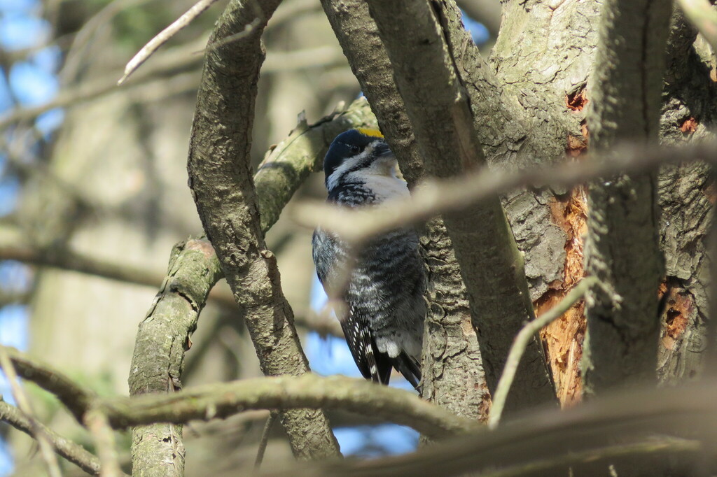 Picoides arcticus (Black-backed Woodpecker), California species