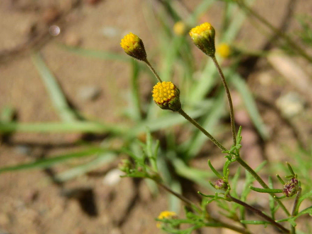 Picradeniopsis multiflora (many-flowered bahia), native California perennial