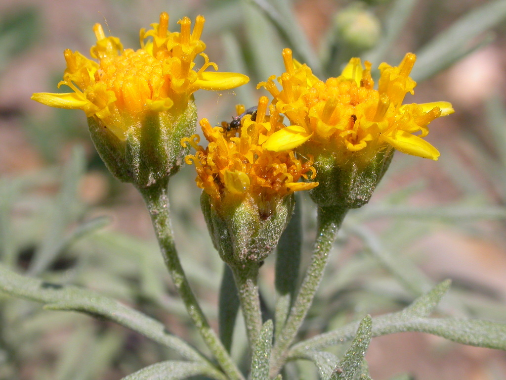 Picradeniopsis sp., native California perennial
