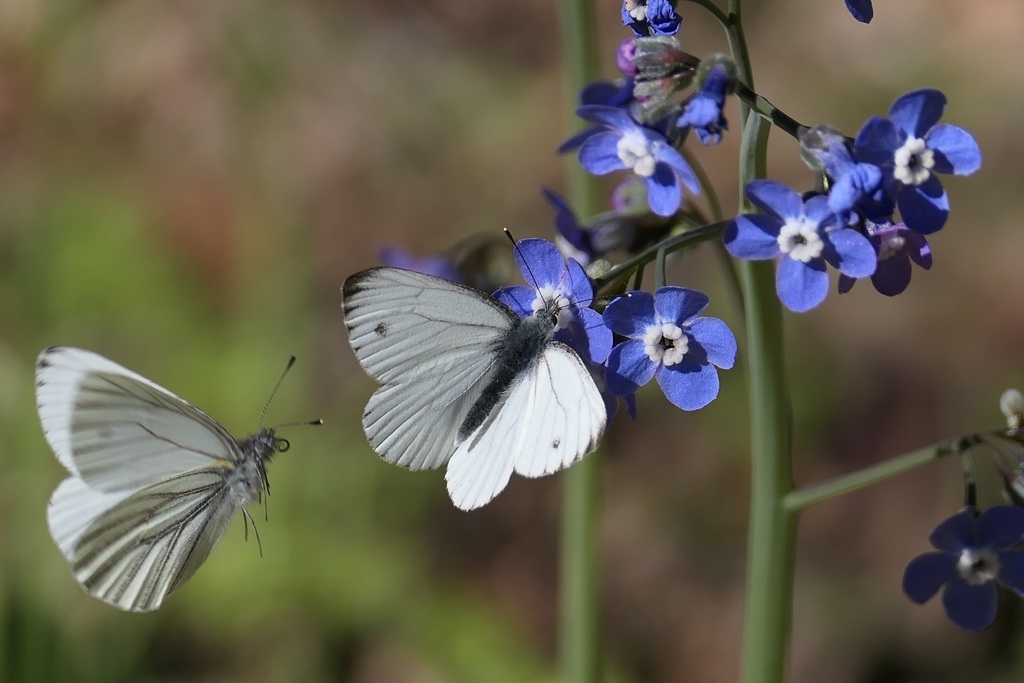 Pieris marginalis (Margined White), California species
