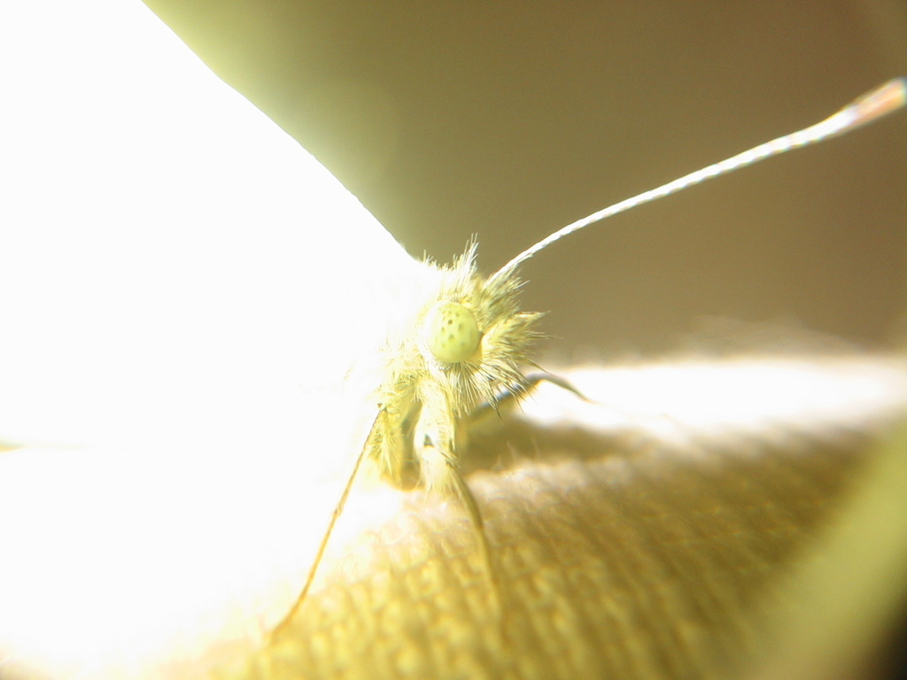 Pieris rapae (Cabbage White), California species