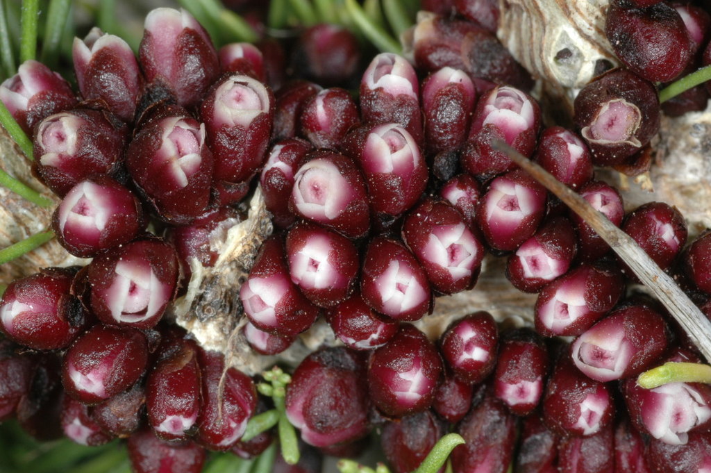 Pilostyles sp., native California perennial