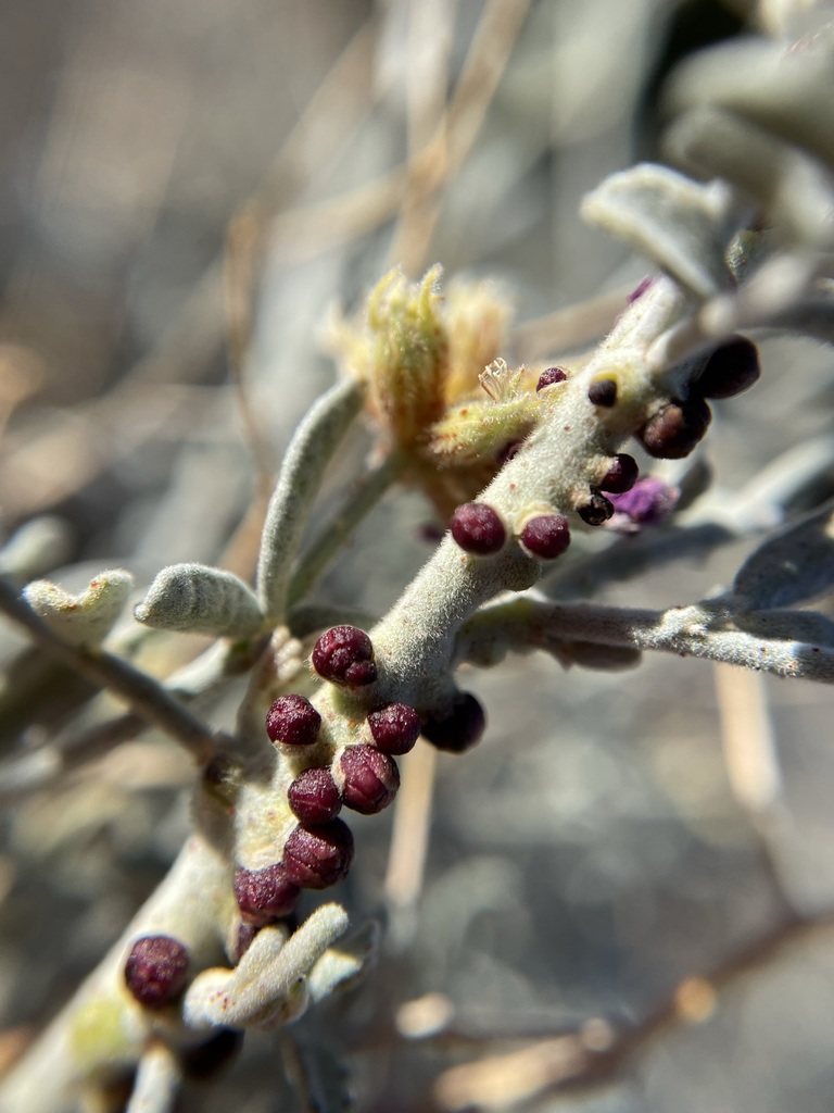 Pilostyles thurberi (Thurber's pilostyles), native California herb