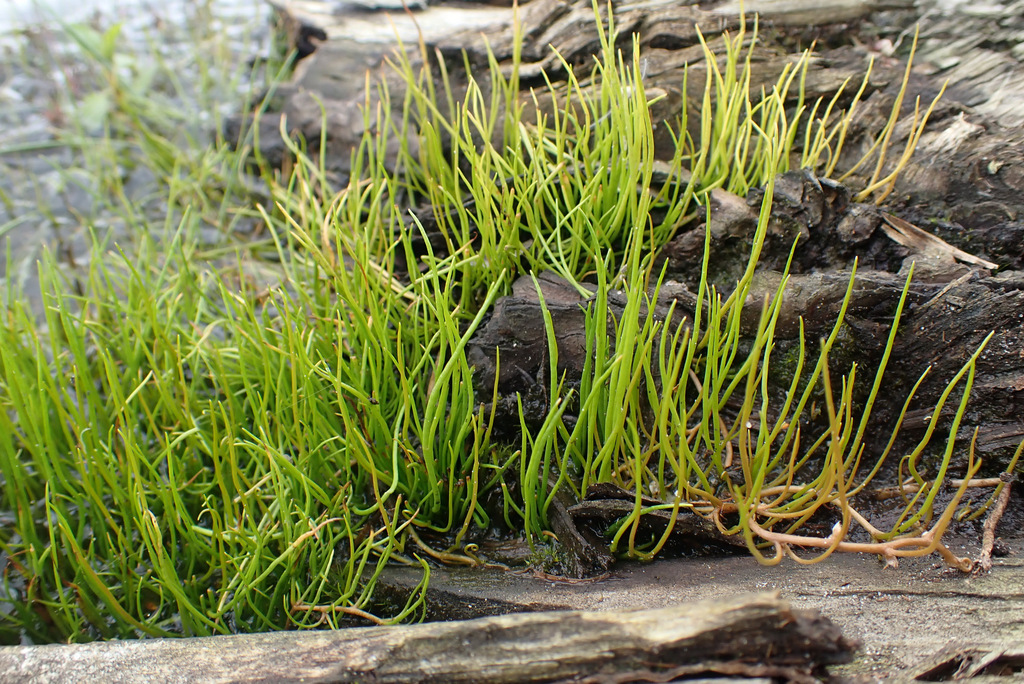Pilularia sp., native California perennial