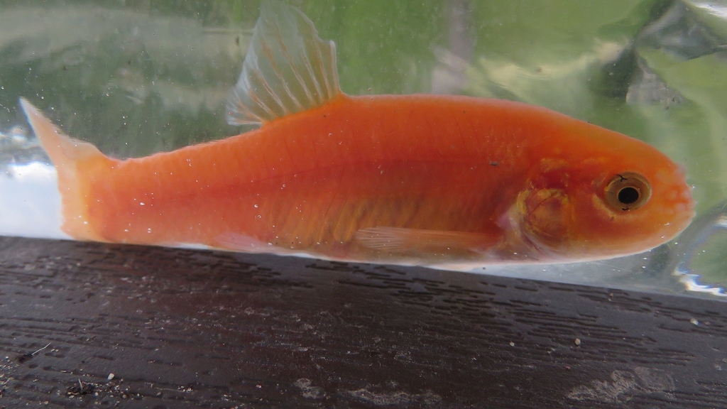 Pimephales promelas (Fathead minnow), California species