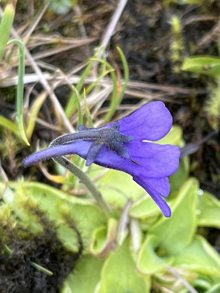 Pinguicula macroceras (Horned butterwort), native California herb