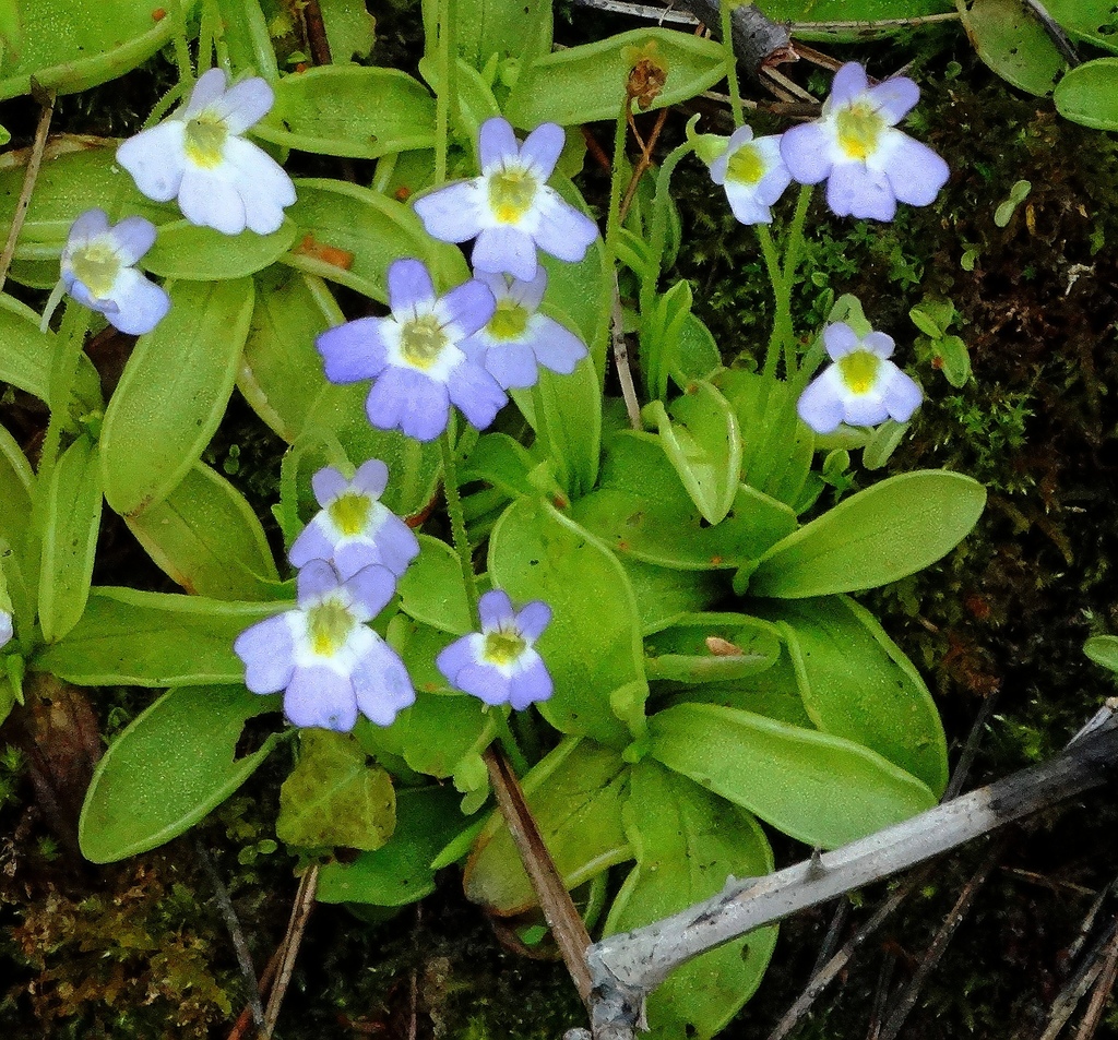 Pinguicula sp. (Butterwort), native California perennial