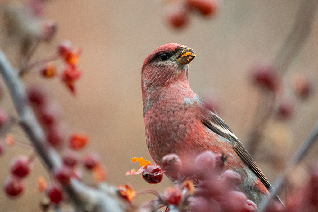 Pinicola enucleator (Pine Grosbeak), California species